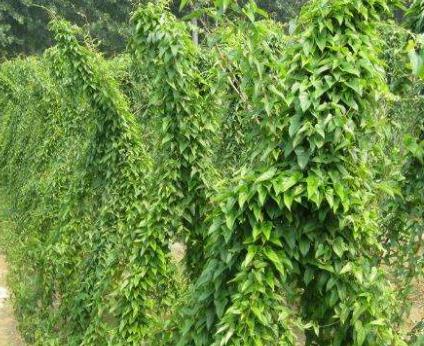 ���ӽoɽˎʩ�ʣ�ʩʲô�ʣ�ɽˎʩ��Ҫ�c