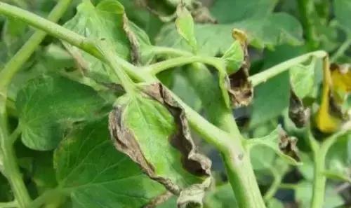 ���Ѱl���ʺ���ν�Q�����ѷʺ��ĿƌW������