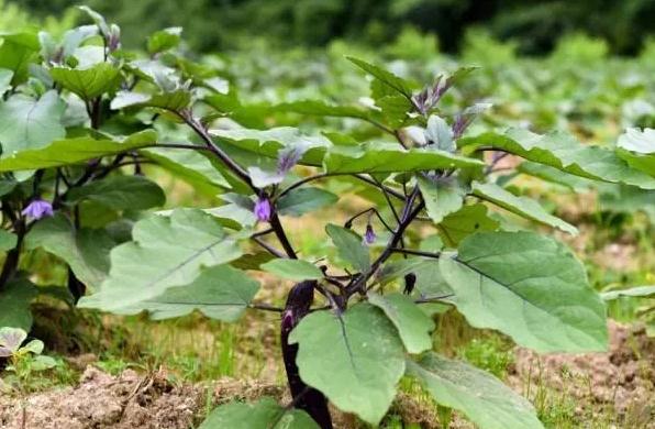 �@10�N���ϣ������߲˲���ʹ�ã��N��һ��Ҫ֪��