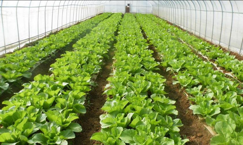 �߲�ʲô�r��ʩ΢�ʣ����Ӈ�ʩ΢�ʣ�