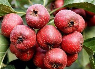 ɽ�Ҫ��ôʩ����ɽ髵�ʩ�ʼ��g