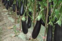 ���ӷNֲ��ôʩ�ʲ��ܸ߮a��ꑵ����Ӹ߮aʩ�ʼ���