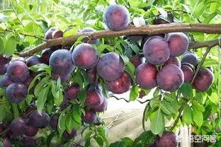 ���Ә�ʩ����һ��Ҫע�⣬���Ә�ʩ���ʵ����_����