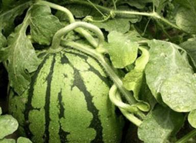 ���ӽo����׷ʩ��Ϸ����Լ�����׷ʩ�����ʼ���