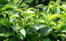 ��Ό�����M�к���ʩ�ʣ����ʩ�ʷ�������Щ��