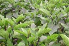 ����ϲ�����ͷʣ����ӵ���Ч�ƌWʩ�ʷ�