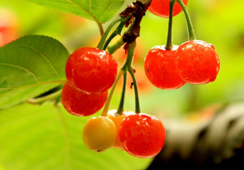 ���Ҙ�����ʩ�ʺã����҃�(y��u)�|(zh��)�߮a(ch��n)ʩ�ʷ���