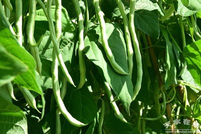 �߲���ʲô���ɣ��߲����a���ЙC�ʵ����_ʹ�÷���