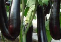 �����ļ�ʩ��ע�����(xi��ng)������ʩ�õ��ʵķ���Ҫ�c(di��n)