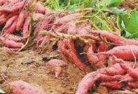 ���ӽo����ʩ���ѿp�ʣ������ѿp��׷�ʕr�g