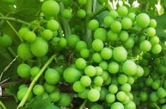 �~��ʇ�ʩ����ЩҪ�c���~��ʇ�ʩ�r�g��ʹ�ü���