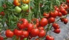 ���ѷʺ����F����Щ�����η��Ѳ�������ǰ����