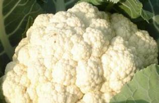 ���˷Nֲ�ڣ�����ʩ�ʼ��gҪ�I���P�I