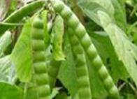 ����߲˷Nֲ��ʩ�ʷ�����ԭ�t