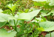 �ļ����x���߷��ڣ�����û��ʷ��β��x����