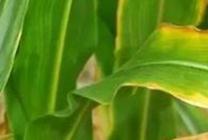 ����ȱ�F�rԓ��ô�x�F�ʣ�����Д�����ȱ�F��