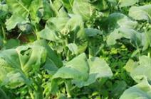 ���{�ò��÷N�����{��ʩ��ע�����