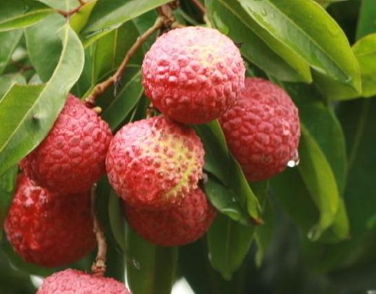 ��֦��ôʩ�ʲ��ܸ߮a(ch��n)����֦�ƌW(xu��)ʩ�ʷ���