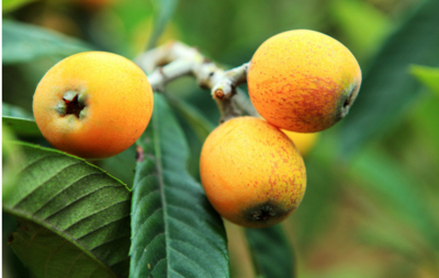 ���˷NֲҪ��ôʩ�������˵�ʩ�ʷ���