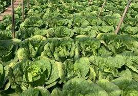 �߲����Ӈ�ʩ΢�ʣ�΢�����߲��ϵ�ʹ�ü���