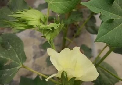 �޻��������ι������޻�����ڹ������g(sh��)Ҫ�c