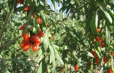 ��轵�ʩ�ʼ�������Щ����轸߮a(ch��n)ʩ�ʼ��g(sh��)