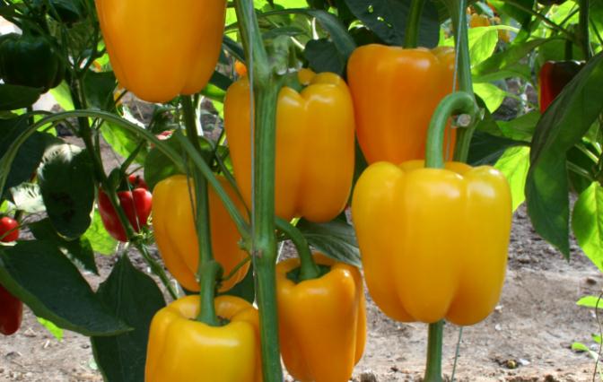 �𽷑�(y��ng)ԓ����ȥʩ�ʣ������B(y��ng)����Ҫע��ʲô��