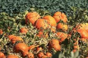 �ϹϷNֲ��ζ�a���Ϲ����༼�gҪ�c��