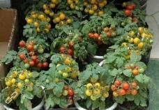 ��_������ô�N����_���ѷNֲ����