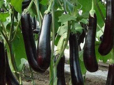 ����ʲô�r��ʩ���������L������ʩ�ʼ���