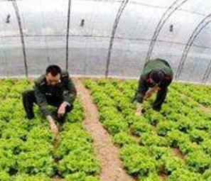 �����߲�ʩ���д�����Щ���}�������߲˷Nֲ���g