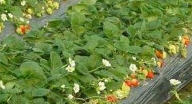 ��ݮ�Nֲ���g���ƌWʩ�ʿɴ���ѿ