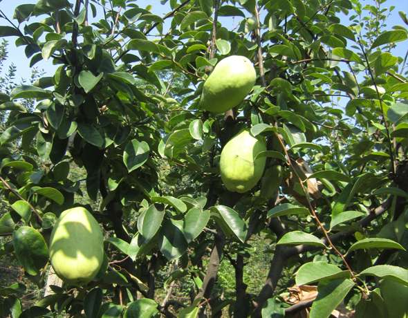 ľ������ֲ���g����Ҫע���һЩʩ�ʵ�Ҫ�c��