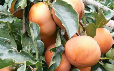 �Nֲ���䑪ԓ��ôʩ��������ʩ�ʹ������g����