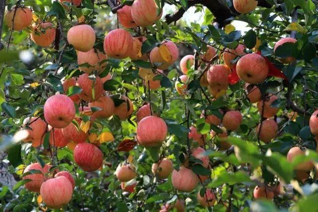 �＾�������ʩ�ʣ�����ƌW(xu��)ʩ�ʼ��g(sh��)��