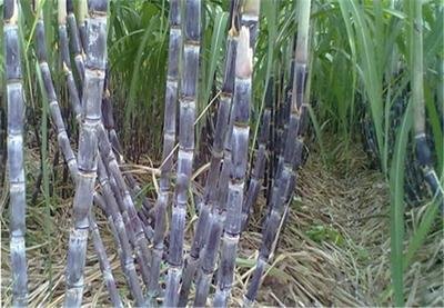 �������gʩ��Ҫ�c������ʩ�ʼ��g