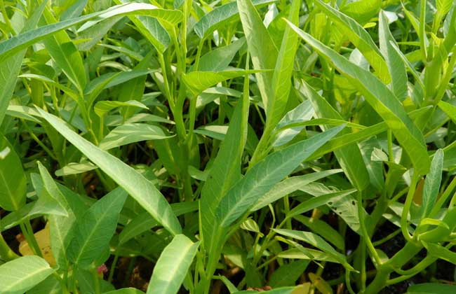 ������ˮ�ܷʡ����r�񣡣�����֪�����c�M����