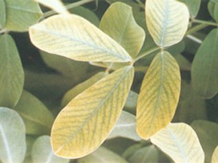 �����S����ʲôԭ�򣿻����S�����a����Щ�I�BԪ�أ�