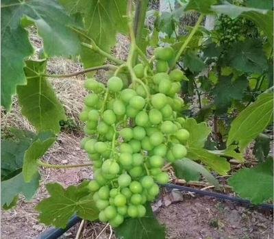 ����ʩ��10���`�^������֪����