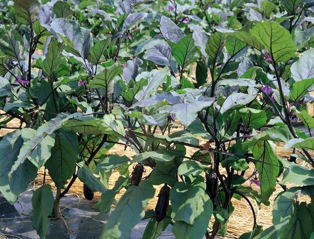 ����ʩ������ʲô���ã��Nֲ����Ҫע����