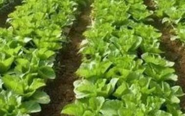 �߲���Ҫ��(y��u)�|(zh��)�߮a(ch��n)���@Щʩ��Ҫ�cһ��Ҫ��ӛ