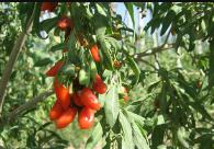 ��轑�(y��ng)��(d��ng)ע��ʩ�ʣ���轸߮a(ch��n)ʩ�ʼ��g(sh��)