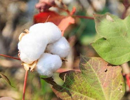 �Nֲ�޻�����β���ʹ���ڷ�(w��n)�L���٣�