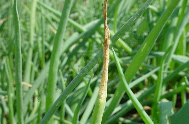 ���[�ְ߲�����ЩΣ����ԓ�����ˎ��