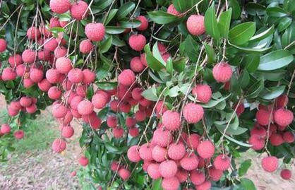 ��֦ʩ�ʆ��}��ʩ��ԭ�t��ʩ�ʼ��g��