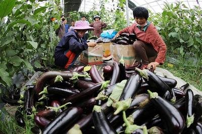 ���������ʵ���ô�k�����ӵķNֲ���g(sh��)�c����