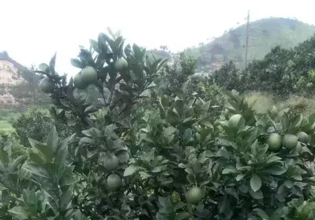 ���rע�⣺�@ô�����ǡ�ʩ�ʡ������ǿ��Լ���