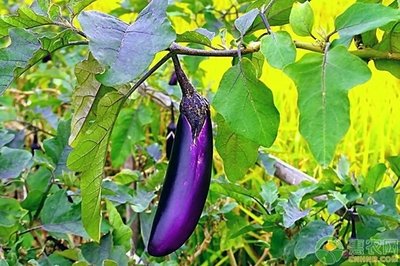 �������ڑ�ԓע����Щ���}���������ڵĹ������g