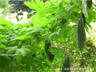 �����μ޽���