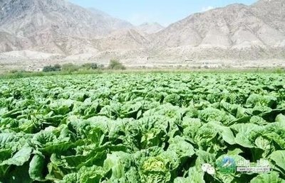 �o�����ײ���ô�Nֲ���^�ã��o�����ײ˷Nֲ�߮a���g